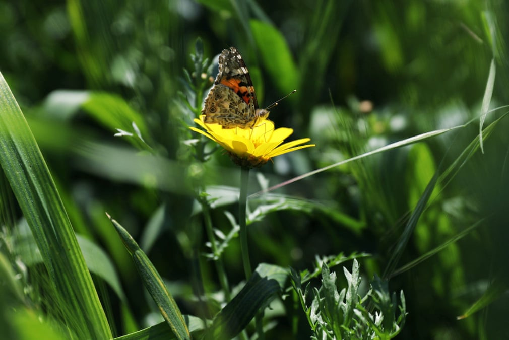 Bướm đậu trên một bông hoa ở thành phố Agia Anna, Đảo Síp. (Nguồn Guardian)