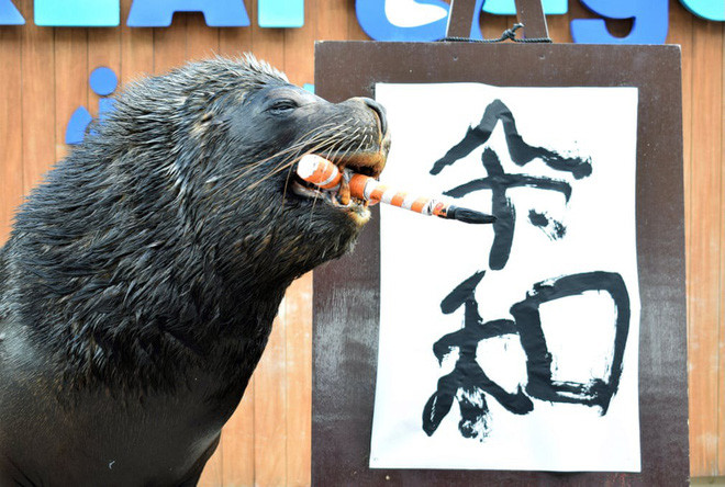 Sư tử biển trổ tài viết chữ thư pháp tại công viên hải dương Hakkeijima Sea Paradise ở thành phố Yokohama, Nhật Bản. (Nguồn Guardian)