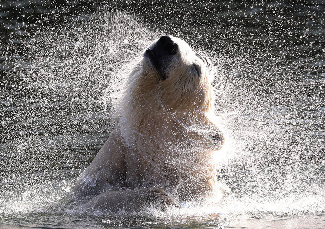 Gấu bắc cực tắm mát trong vườn thú Tierpark ở thành phố Berlin, Đức. (Nguồn Guardian)