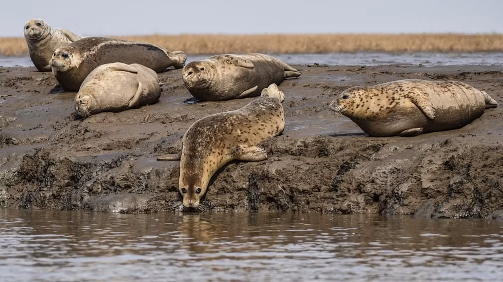 Những con hải cẩu đốm nằm trên bờ biển tại thị trấn Bàn Cẩm, tỉnh Liêu Ninh, Trung Quốc. (Nguồn Guardian)
