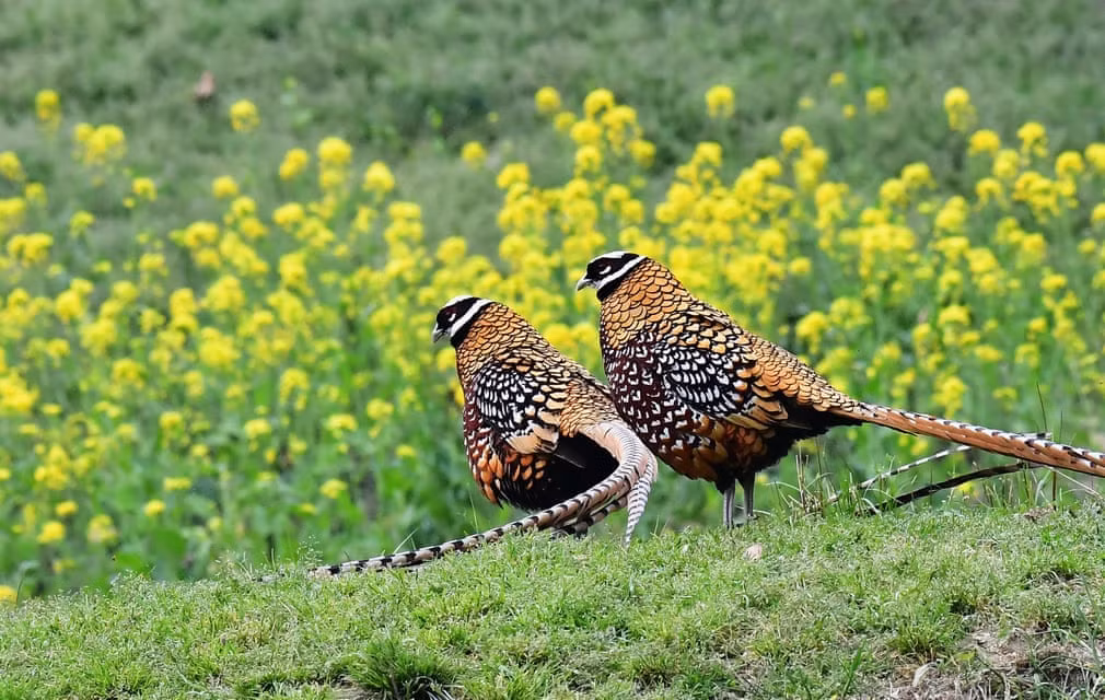Cặp chim trĩ Vân Nam tìm kiếm thức ăn trên sườn núi tại thành phố Quảng Thủy, Trung Quốc. (Nguồn Guardian)