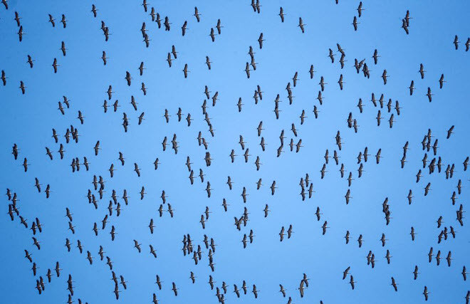 Đàn chim sếu di cư bay kín bầu trời ở vùng Almaty, Kazakhstan. (Nguồn Guardian)