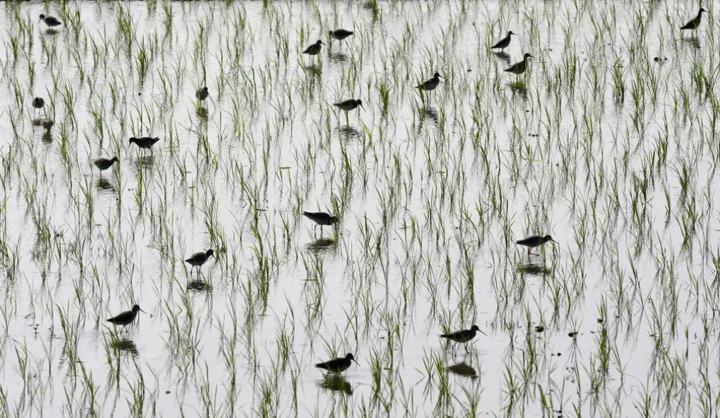 Chim di cư tìm kiếm thức ăn trên cánh đồng lúa mới cấy ở Assam, Ấn Độ. (Nguồn Guardian)