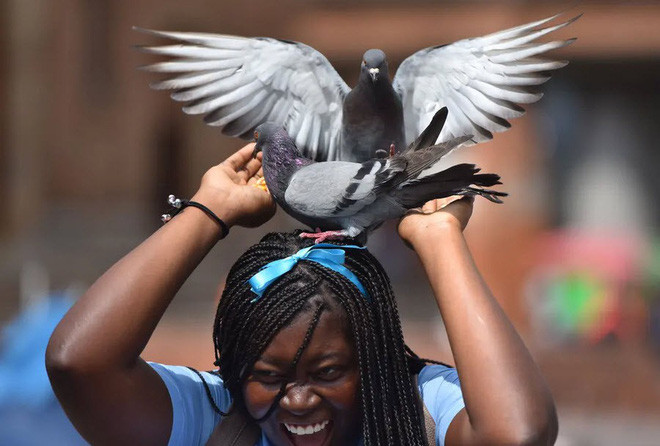 Cặp chim bồ câu đậu trên đầu cô gái tại đại lộ River ở thành phố Cali, Colombia. (Nguồn Guardian)