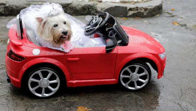 Chú chó tham gia lễ diễu hành trong lễ hội carnival dành cho chó Blocao ở thành phố Rio de Janeiro, Brazil. (Nguồn Guardian)