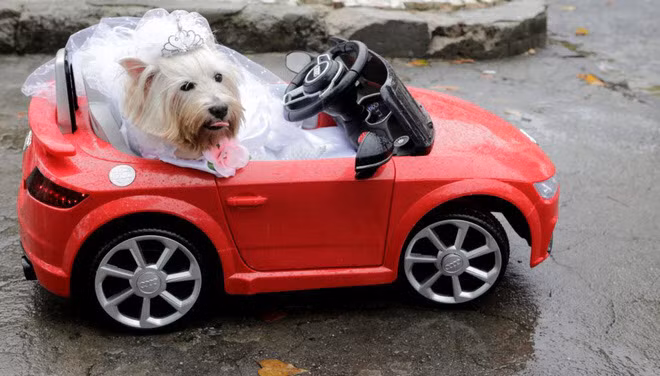 Chú chó tham gia lễ diễu hành trong lễ hội carnival dành cho chó Blocao ở thành phố Rio de Janeiro, Brazil. (Nguồn Guardian)