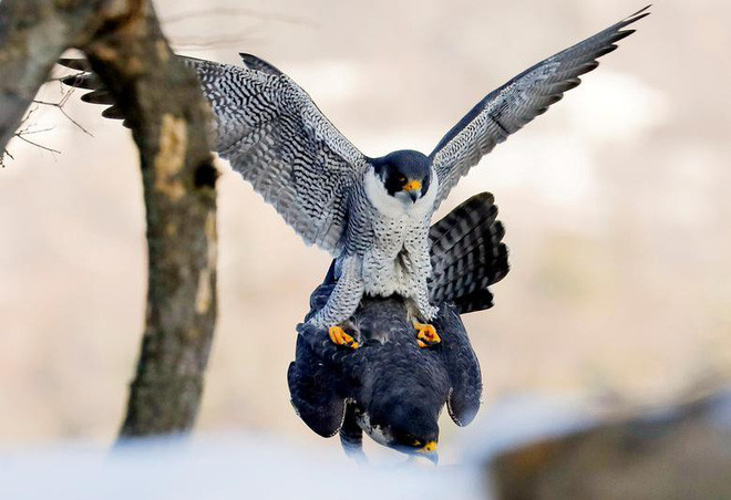 Cặp chim cắt yêu đương khi đậu trên cành cây dọc bờ sông Hudson trong công viên Line Lookout ở bang New Jersey, Mỹ. (Nguồn Guardian)