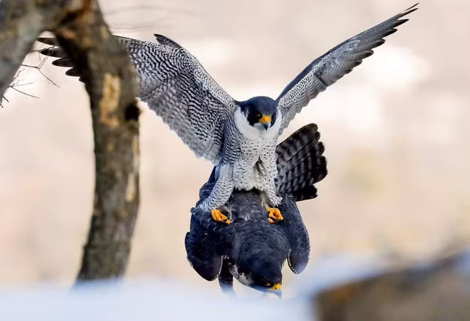 Cặp chim cắt yêu đương khi đậu trên cành cây dọc bờ sông Hudson trong công viên Line Lookout ở bang New Jersey, Mỹ. (Nguồn Guardian)