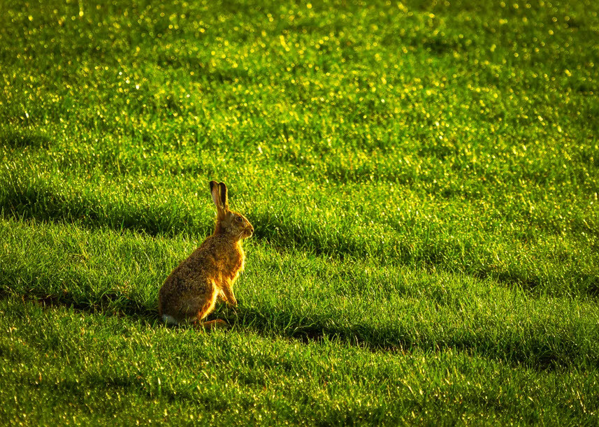 Thỏ nâu tắm nắng trên đồng cỏ ở Betley, Anh. (Nguồn Guardian)