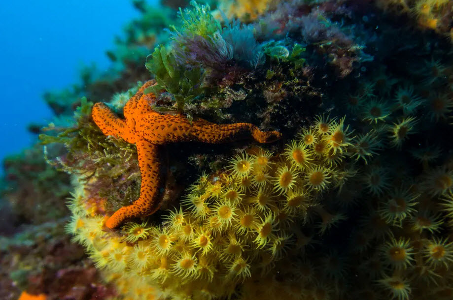 Sao biển đỏ bám trên cỏ chân ngỗng vàng ở Địa Trung Hải ngoài khơi La Ciotat, Pháp. (Nguồn Guardian)