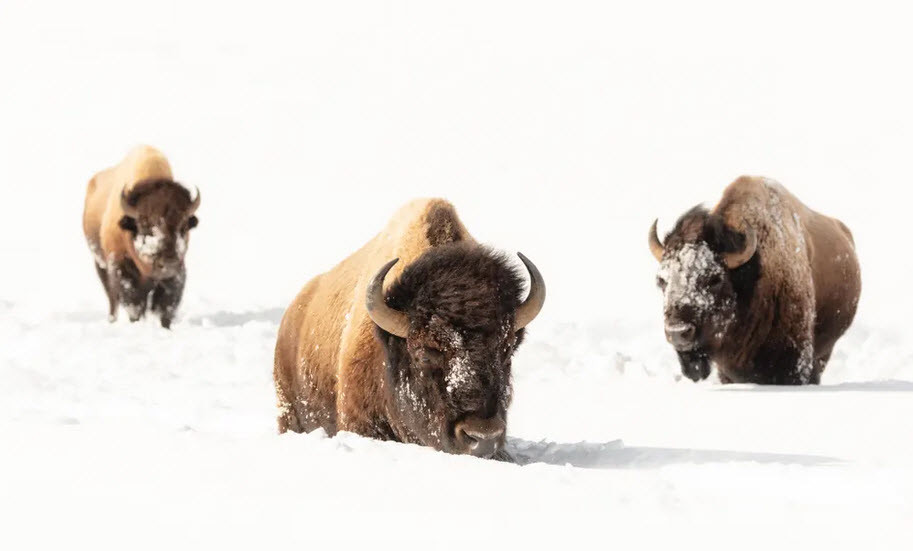 Đàn bò rừng đi trên tuyết rơi dày trong vườn quốc gia Yellowstone ở bang Wyoming, Mỹ. (Nguồn Guardian)