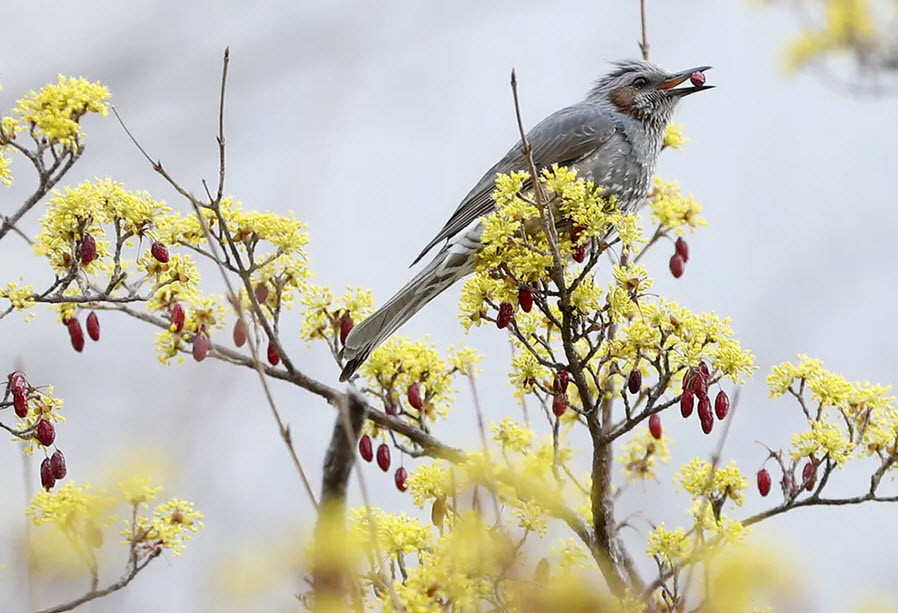 Chim chào mào tai nâu ăn trái trên cây sơn thù du ở Ulsan, Hàn Quốc. (Nguồn Guardian)