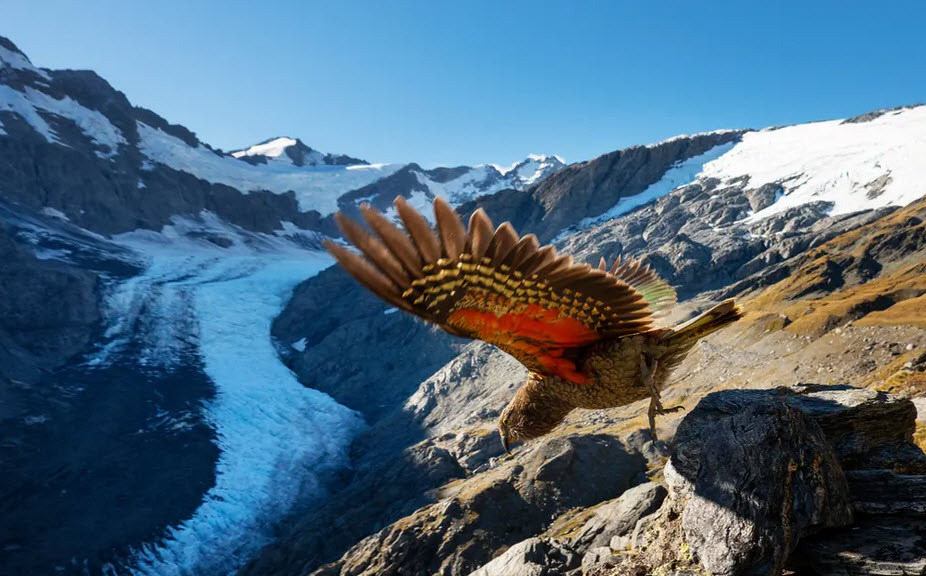 Vẹt kea bay khỏi mỏm đá trong khu bảo tồn Dart Glacier ở New Zealand. (Nguồn Guardian)