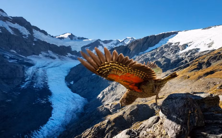 Vẹt kea bay khỏi mỏm đá trong khu bảo tồn Dart Glacier ở New Zealand. (Nguồn Guardian)