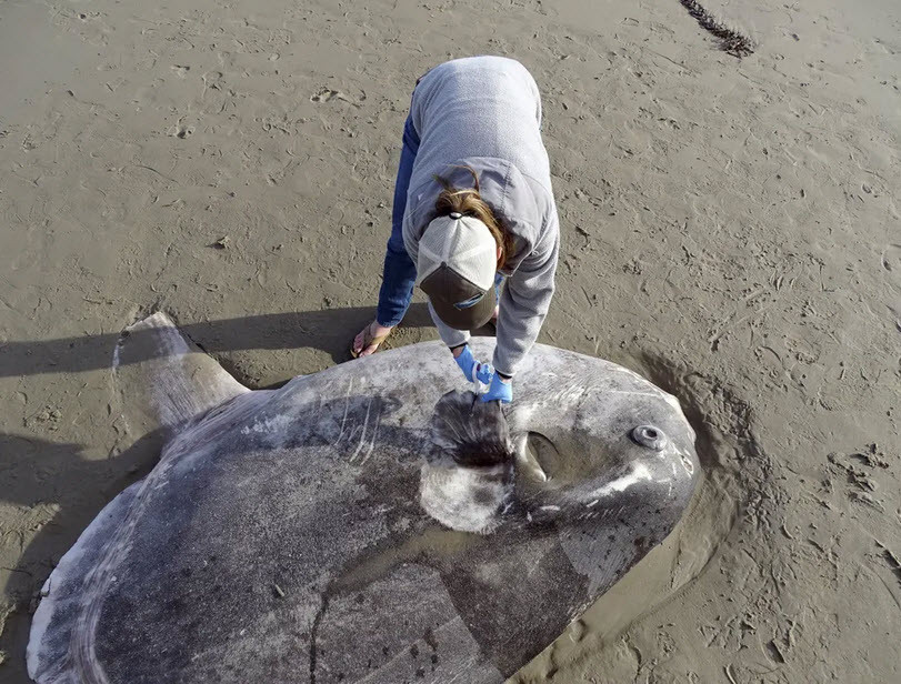 Nhân viên bảo tồn kiểm tra xác cá mặt trời khổng lồ trôi dạt vào bãi biển ở Santa Barbara, bang California, Mỹ. (Nguồn Guardian)