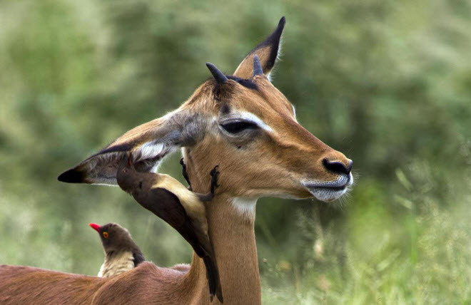 Chim ăn giòi vệ sinh tai cho một con linh dương trong vườn quốc Kruger, Nam Phi. (Nguồn Guardian)