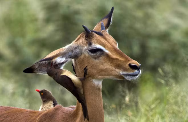 Chim ăn giòi vệ sinh tai cho một con linh dương trong vườn quốc Kruger, Nam Phi. (Nguồn Guardian)