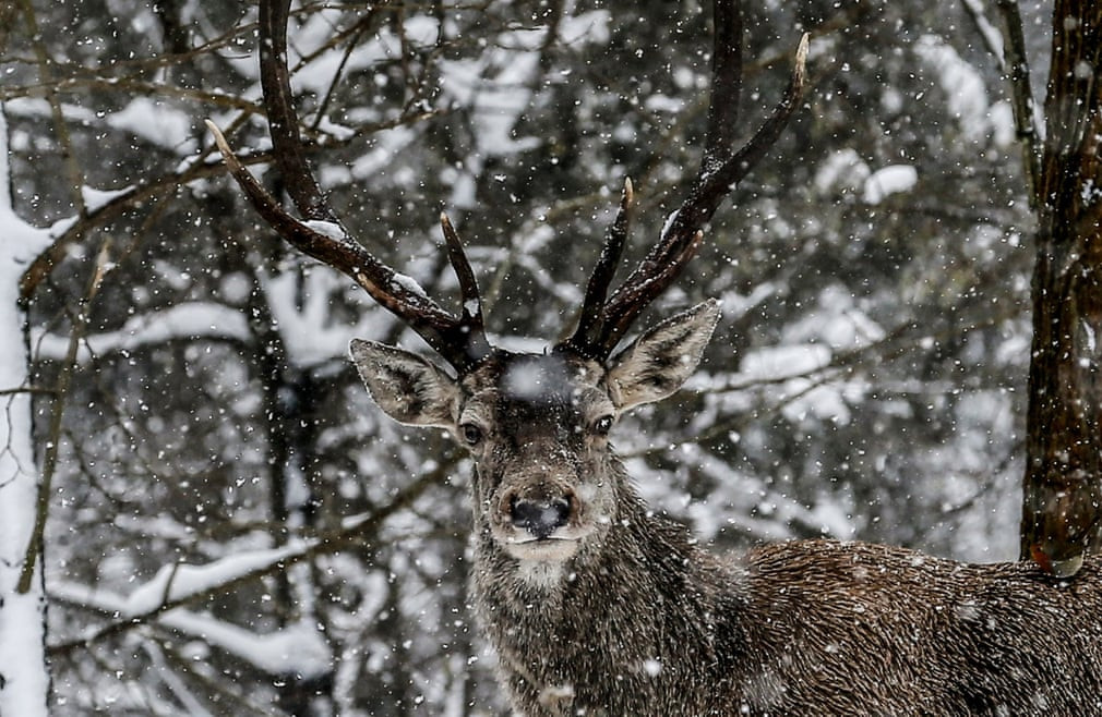 Hươu đỏ đứng dưới mưa tuyết trong vườn quốc gia Polonezköy ở Istanbul, Thổ Nhĩ Kỳ. (Nguồn Guardian)
