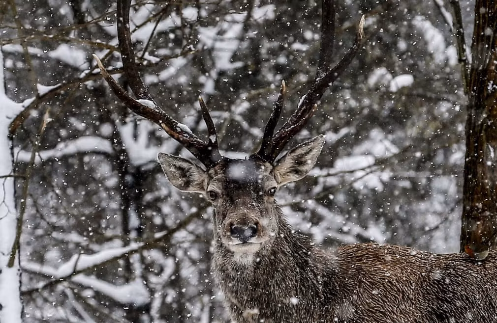 Hươu đỏ đứng dưới mưa tuyết trong vườn quốc gia Polonezköy ở Istanbul, Thổ Nhĩ Kỳ. (Nguồn Guardian)
