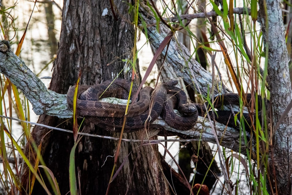 Cặp rắn nước nằm trên cành cây trong vườn quốc gia Everglades ở bang Florida, Mỹ. (Nguồn Guardian)