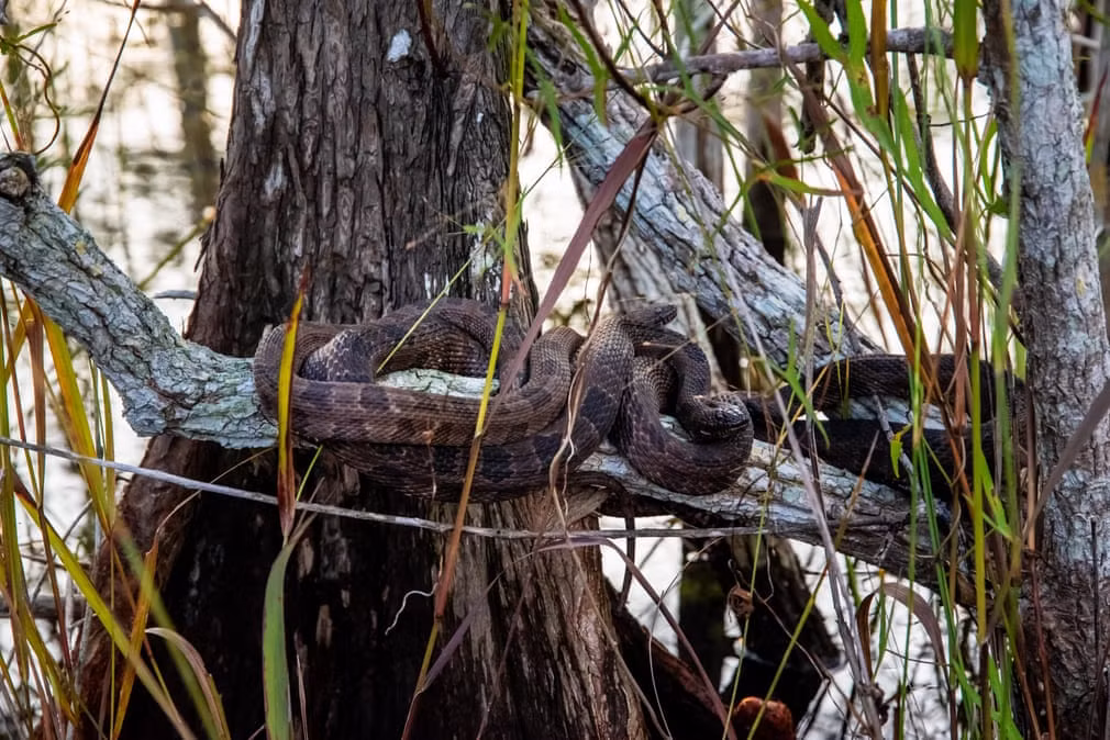 Cặp rắn nước nằm trên cành cây trong vườn quốc gia Everglades ở bang Florida, Mỹ. (Nguồn Guardian)