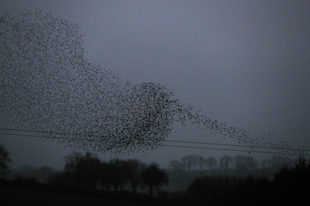 Đàn chim sáo đá bay trên bầu trời tại ngôi làng Nobber ở Meath, Ireland. (Nguồn Guardian)