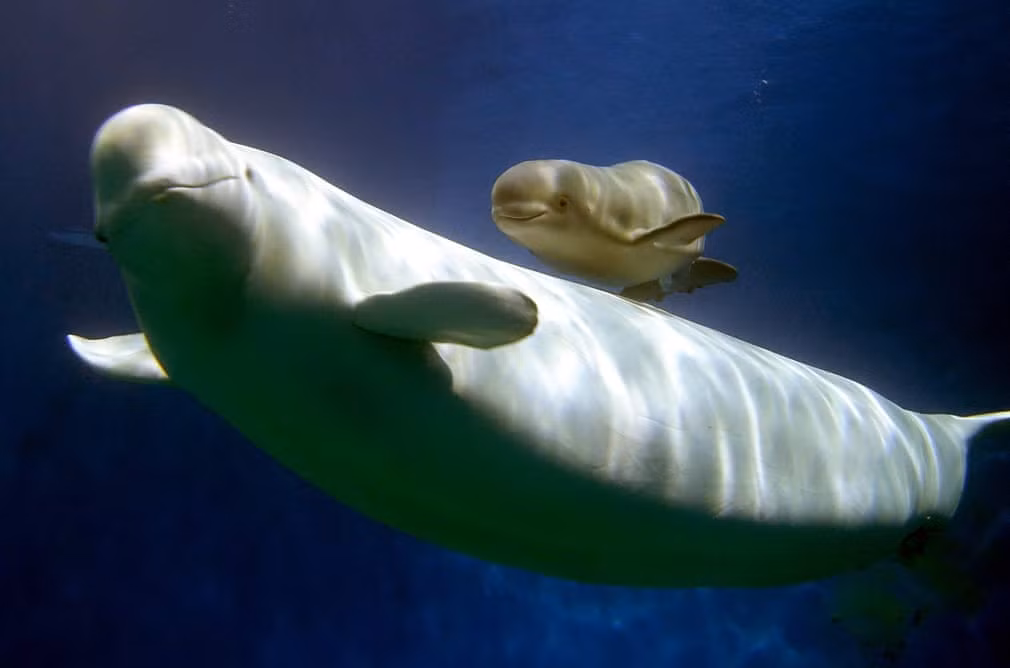 Hai mẹ con cá voi trắng bơi trong trung tâm nhân giống Chimelong Ocean Kingdom ở thành phố Châu Hải, tỉnh Quảng Đông, Trung Quốc. (Nguồn Guardian)