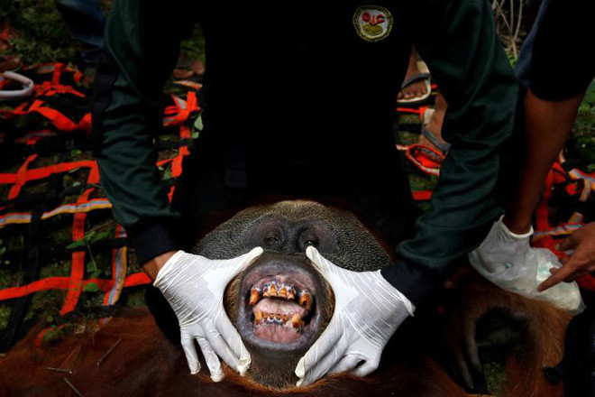 Nhân viên thú y kiểm tra một con đười ươi được giải cứu ở South Aceh, Indonesia. (Nguồn Guardian)