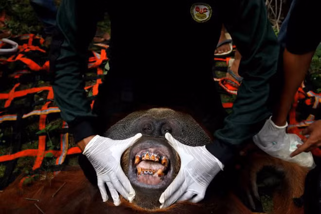 Nhân viên thú y kiểm tra một con đười ươi được giải cứu ở South Aceh, Indonesia. (Nguồn Guardian)