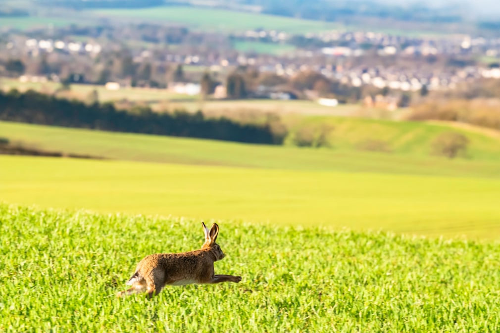 Thỏ nâu chạy trên đồng cỏ gần ngôi làng St Boswells ở Scotland. (Nguồn Guardian)
