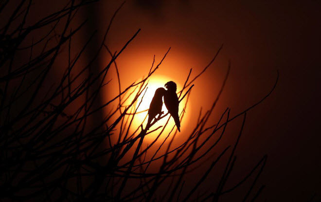 Hình ảnh động vật ghi cảnh cặp chim in bóng trên nền trời lúc bình minh tại khu rừng bị cháy rụi gần thành phố Porto Velho, Brazil. (Nguồn Guardian)