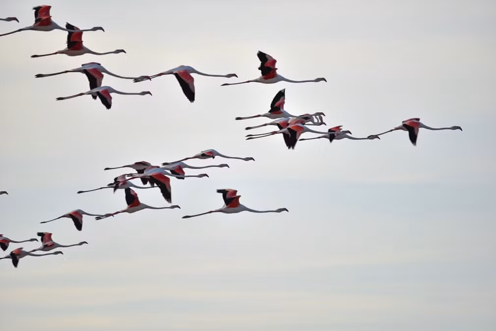 Đàn chim hồng hạc bay trên hồ Tuz ở tỉnh Konya, Thổ Nhĩ Kỳ. (Nguồn Guardian)