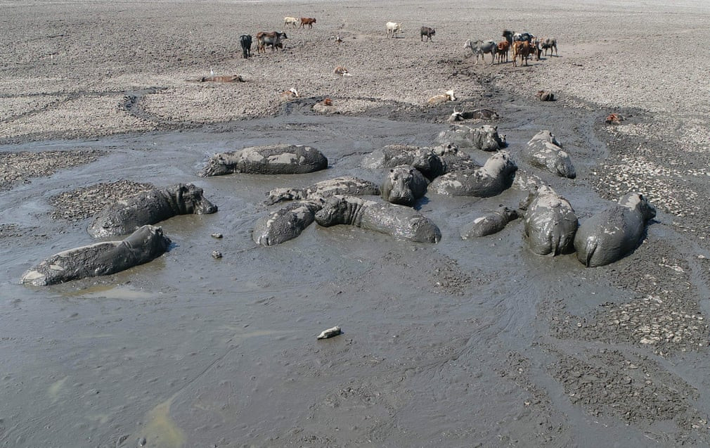 Đàn gia súc và hà mã tắm trong bùn dưới hồ Ngami, Botswana. (Nguồn Guardian)