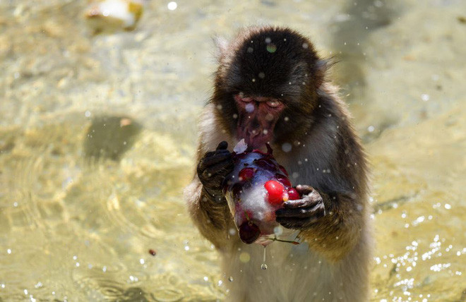 Khỉ ăn quả mọng đóng đá để giải nhiệt trong vườn thú Bioparco di Roma ở thành phố Rome, Italia. (Nguồn Guardian)