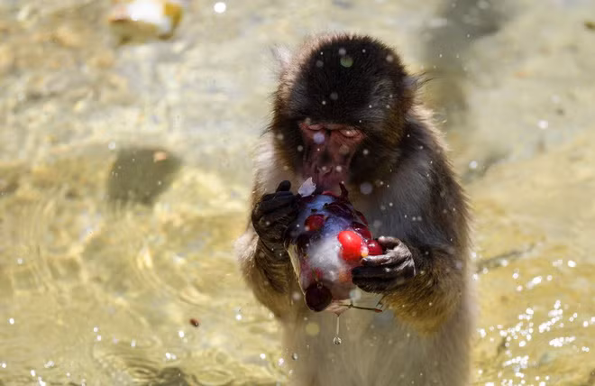 Khỉ ăn quả mọng đóng đá để giải nhiệt trong vườn thú Bioparco di Roma ở thành phố Rome, Italia. (Nguồn Guardian)