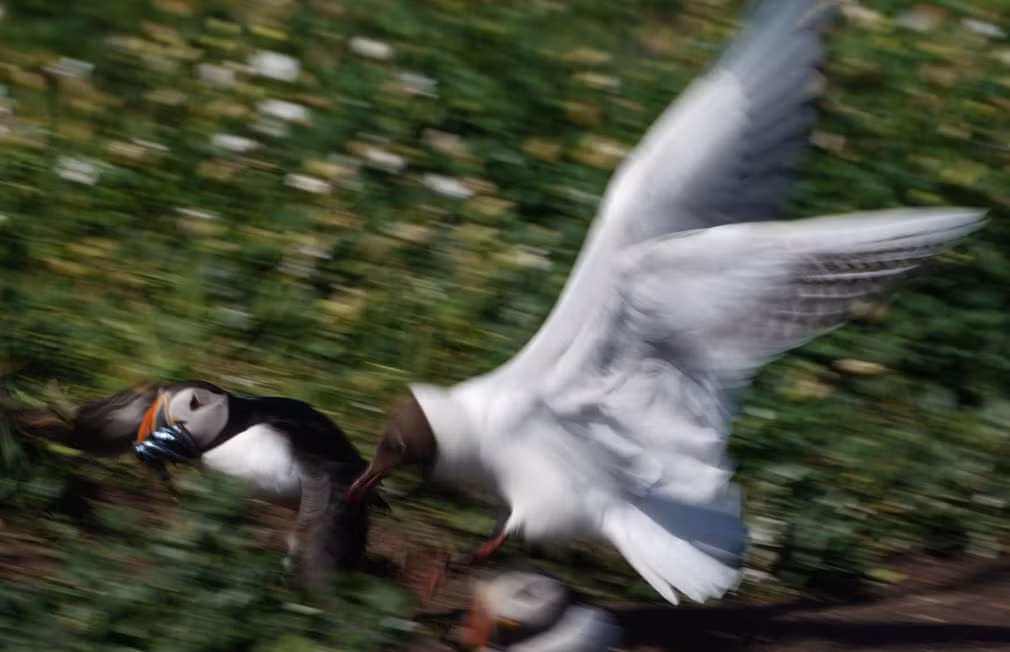 Chim nhạn biển đuổi theo chim hải âu cổ rụt đang ngậm cá trong miệng trên quần đảo Farne, Anh. (Nguồn Guardian)