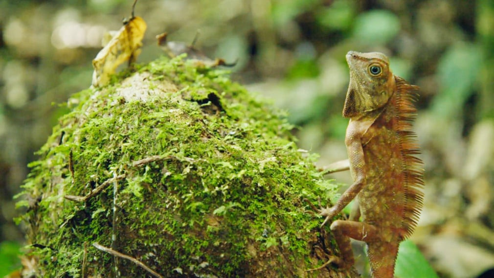 Thằn lằn quan sát xung quanh trên đảo Borneo. (Nguồn Guardian)