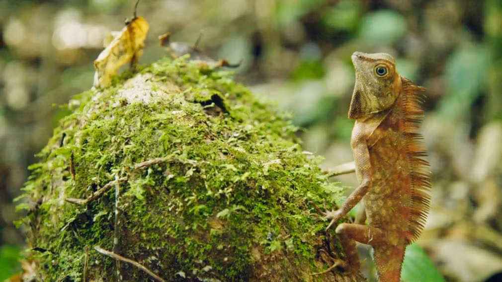 Thằn lằn quan sát xung quanh trên đảo Borneo. (Nguồn Guardian)