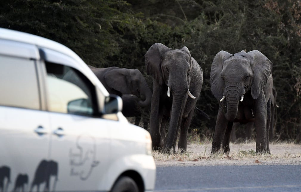 Đàn voi hoang dã cố gắng qua đường ở Kasane, Chobe, Botswana. (Nguồn Guardian)