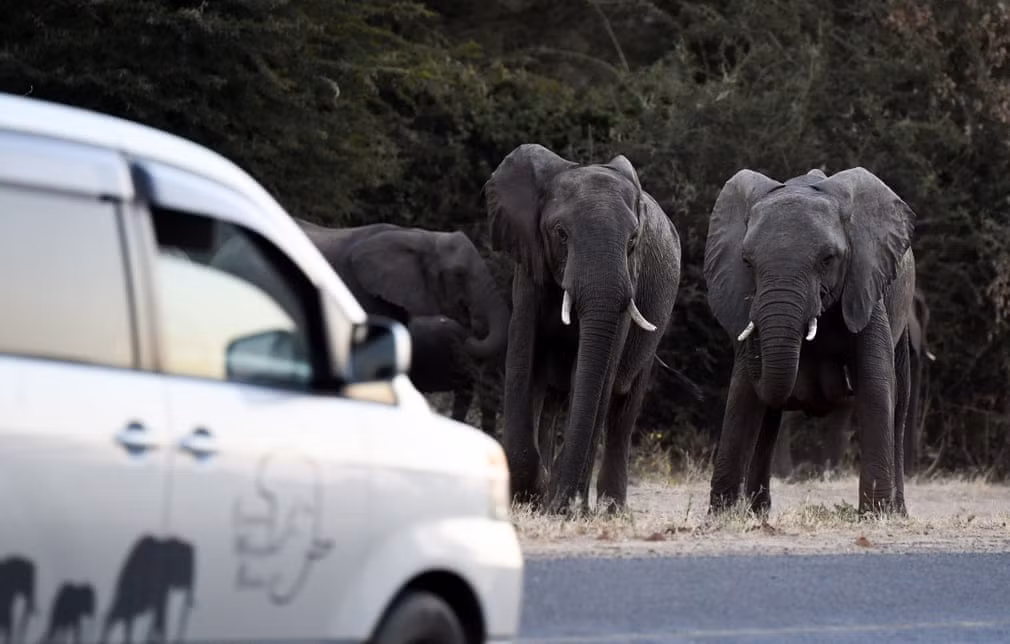Đàn voi hoang dã cố gắng qua đường ở Kasane, Chobe, Botswana. (Nguồn Guardian)