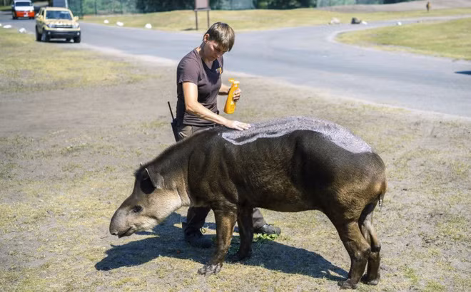 Nhân viên chăm sóc động vật bôi kem chống nắng cho lợn vòi Nam Mỹ trong một công viên động vật hoang dã ở Hodenhagen, Đức. (Nguồn Guardian)