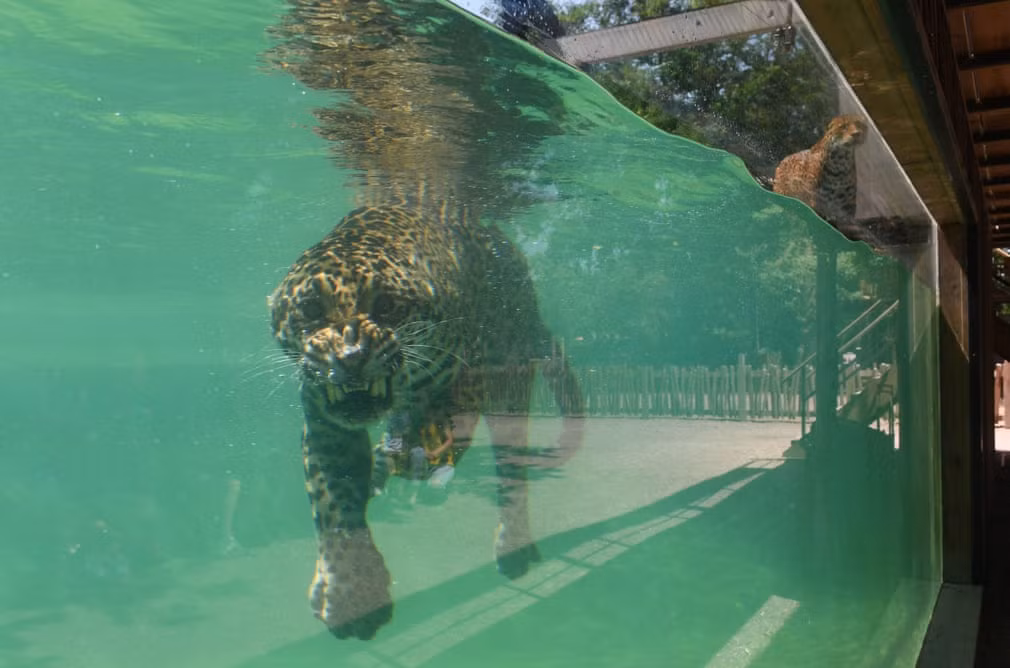 Hình ảnh động vật ấn tượng ghi cảnh báo đốm giải nhiệt trong bể nước tại vườn thú Bordeaux-Pessac ở Pessac, Pháp. (Nguồn Guardian)