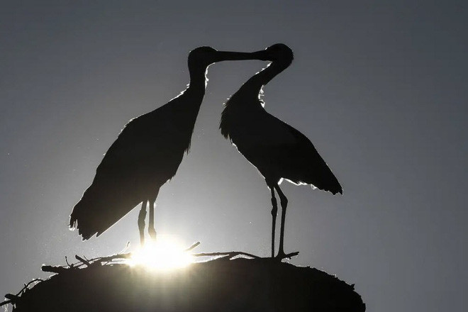 Cặp cò tình tứ trên tổ của chúng tại thành phố Salem, Đức. (Nguồn Guardian)