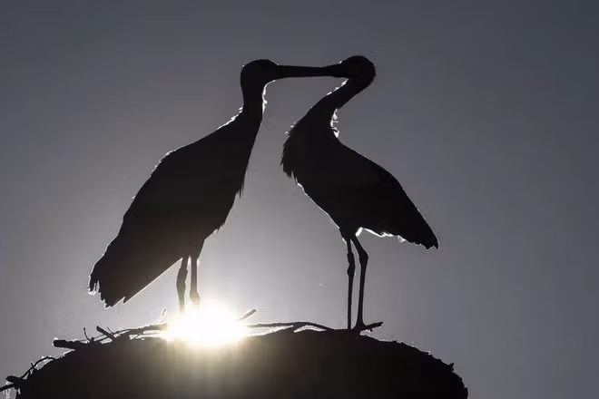 Cặp cò tình tứ trên tổ của chúng tại thành phố Salem, Đức. (Nguồn Guardian)