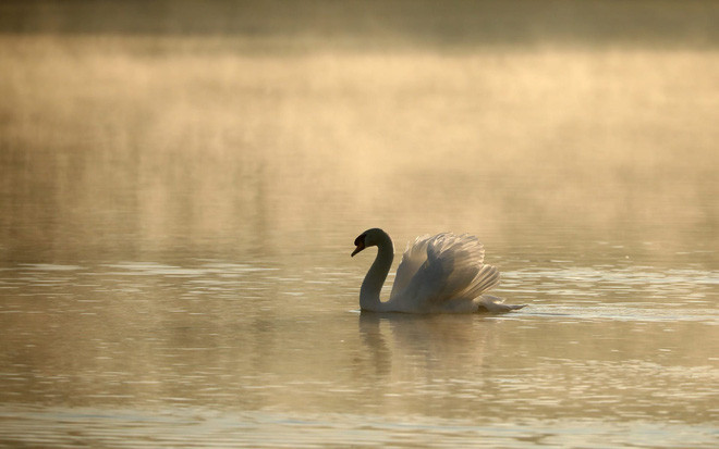 Thiên nga bơi dưới hồ Overton lúc sáng sớm trong công viên Nene ở Peterborough, Cambridgeshire, Anh. (Nguồn Guardian)