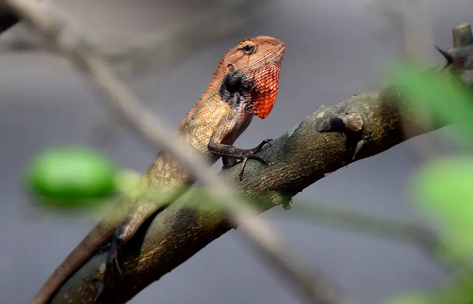 Nhông hàng rào tắm nắng sớm trên cây ở Assam, Ấn Độ. (Nguồn Guardian)