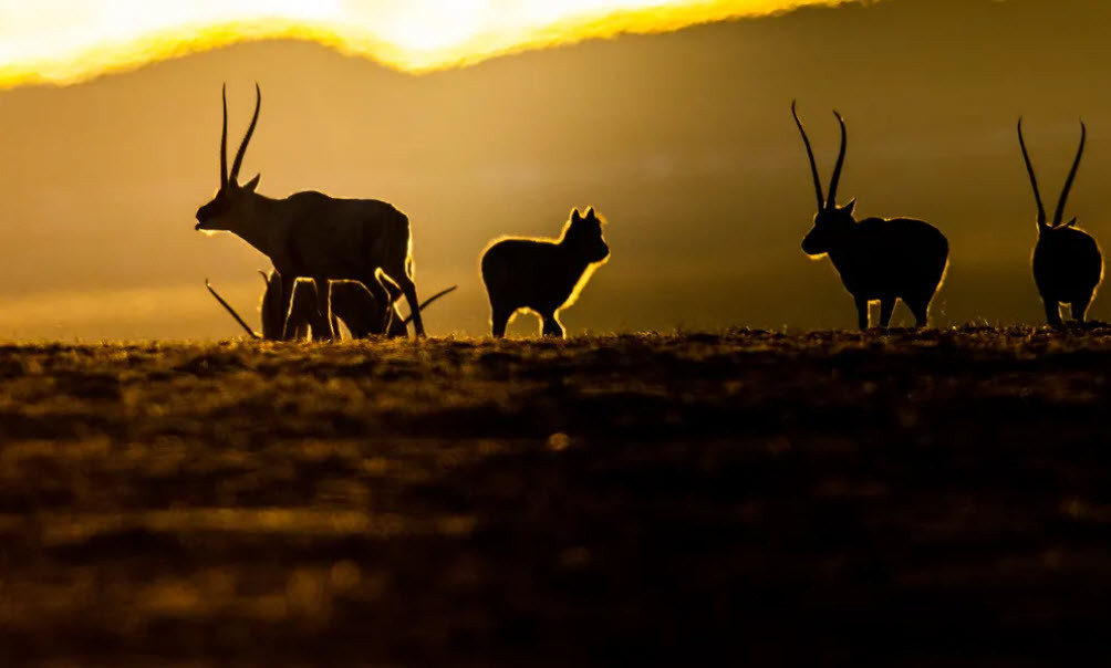 Những con linh dương in bóng trên nền trời lúc hoàng hôn ở Shuanghu, Tây Tạng, Trung Quốc. (Nguồn Guardian)
