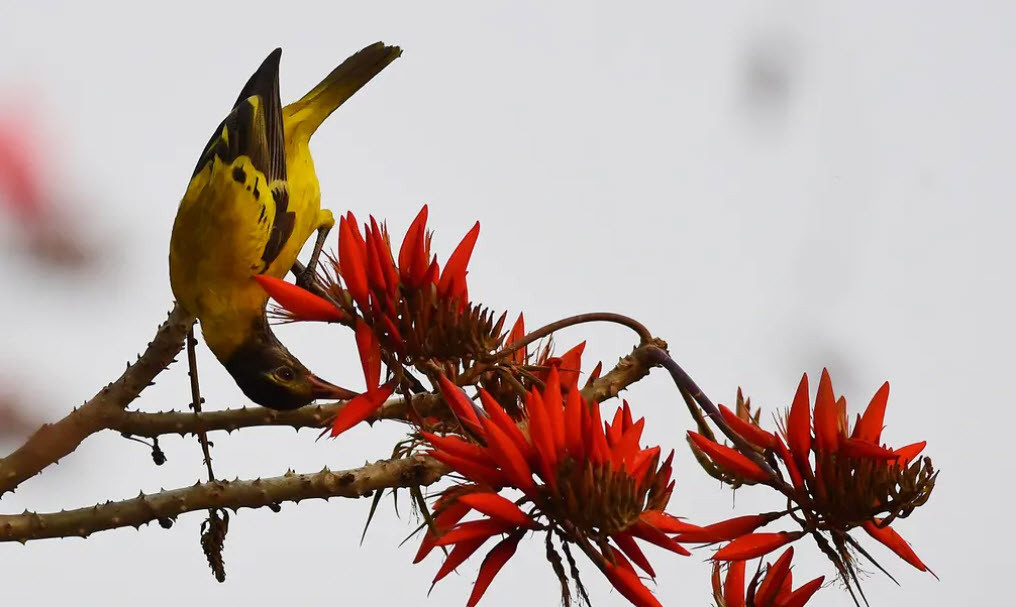 Chim hút mật hoa ở ngoại ô thành phố Guwahati, Ấn Độ. (Nguồn Guardian)