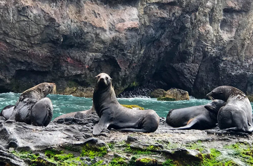 Sư tử biển nằm nghỉ ngơi trên đảo Robinson Crusoe ở ngoài khơi bờ biển Chile. (Nguồn Guardian)