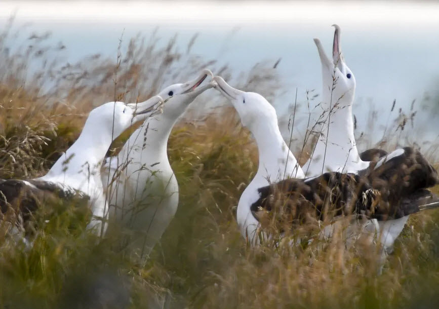 Những con chim hải âu mày đen nghỉ ngơi tại mũi Taiaroa Head, Dunedin, New Zealand. (Nguồn Guardian)